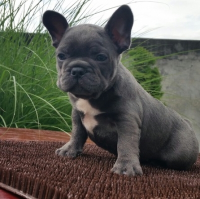 male/female teacup french bulldog pups ready now 
