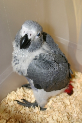 Baby African Grey Parrots 