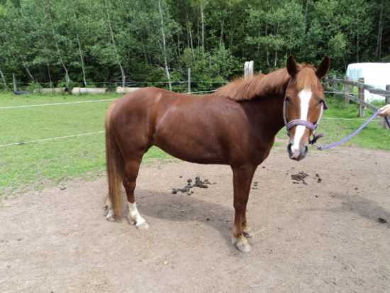 6 yr old pony mare