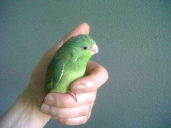 Baby Green Parrotlet Girl - Ready to Go to her new