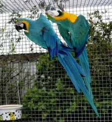 Talking Blue and Gold Macaw