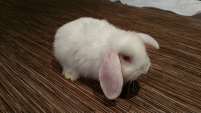 Beau lapin nain Bélier (blanc noir ou gris) 1mois