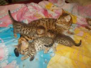 Chatons Bengals Pure a Rosette