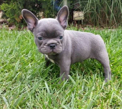  teacup french bulldog pups ready now